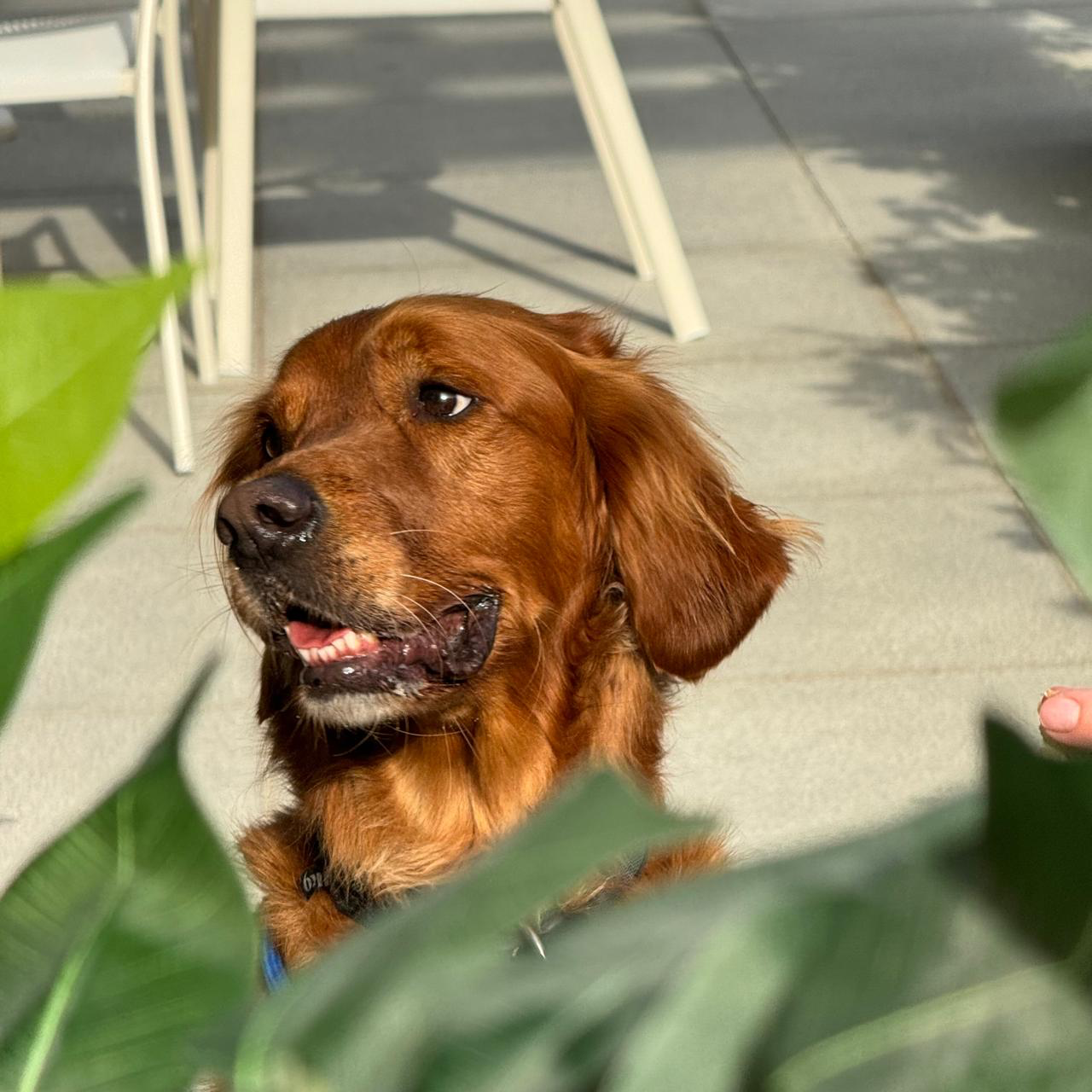 Golden retriever enjoying the terrace at Benny Mack's