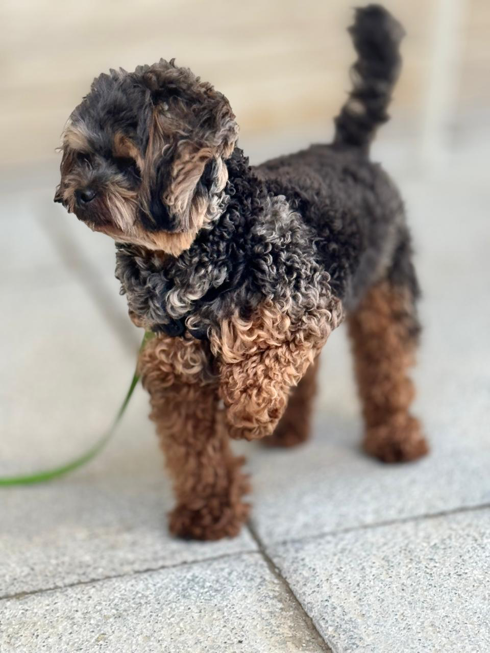 Small dog on the terrace at Benny Mack's