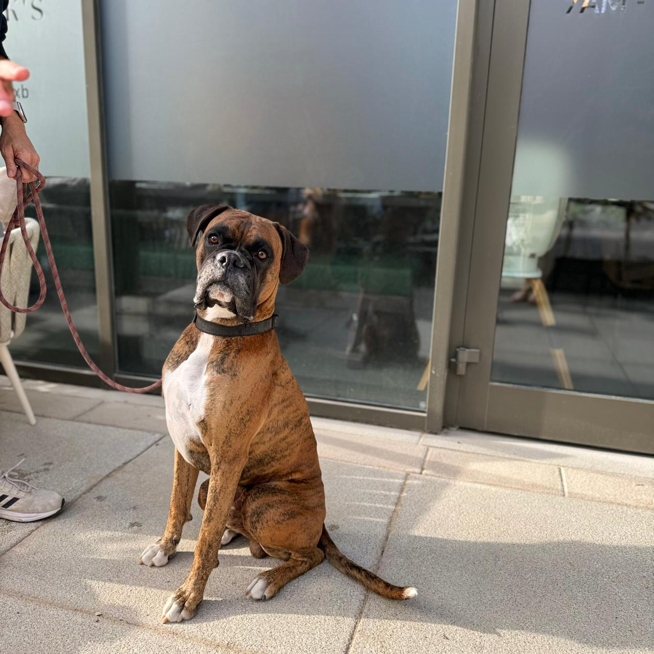Boxer dog on the terrace at Benny Mack's