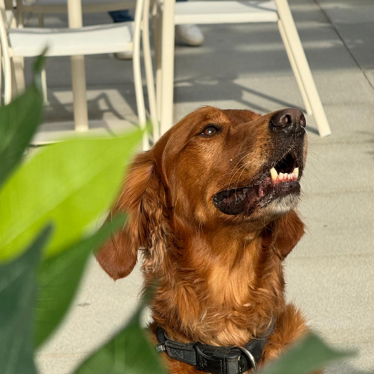 Golden retriever on the terrace at Benny Mack's